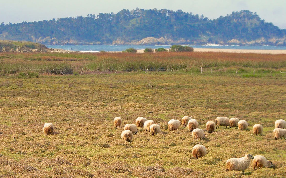 Mission Ranch in Carmel, California – Monterey Farmgirl