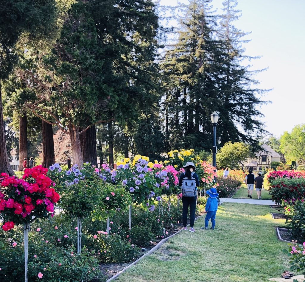 Stop and Smell the Roses in San Jose! – Monterey Farmgirl